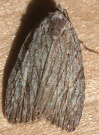 Three-lined Balsa